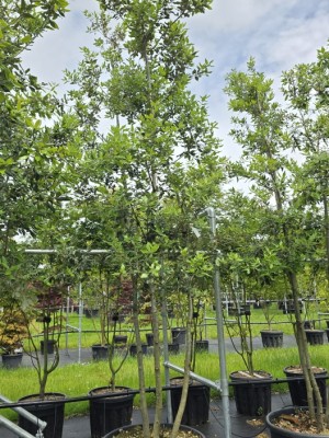 Afbeelding Steeneik - Quercus ilex