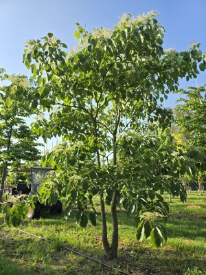 Afbeelding Reuzen Kornoelje - Cornus controversa