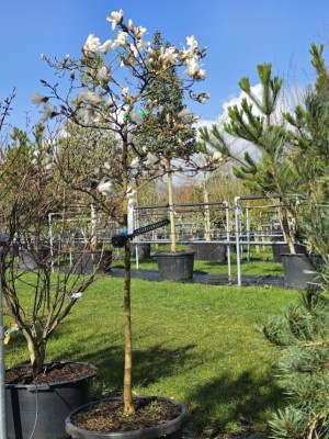 Afbeelding Weiße Magnolie - Magnolia stellata