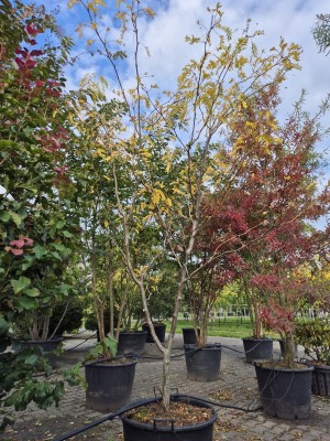Afbeelding Valse Christusdoorn 'Sunburst' - Gleditsia triacanthos 'Sunburst'