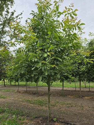 Afbeelding Walnuss - Juglans regia 'Buccaneer'