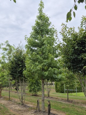 Afbeelding Amberboom - Liquidambar styraciflua 'Worplesdon'
