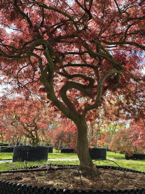 Afbeelding Japanse esdoorn - Acer palmatum 'Garnet'