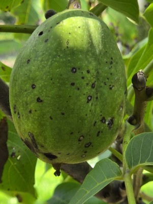 Afbeelding Riesenwalnuss - Juglans regia 'Lange van Lod'