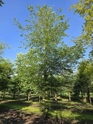 Afbeelding Groene beuk - Fagus sylvatica