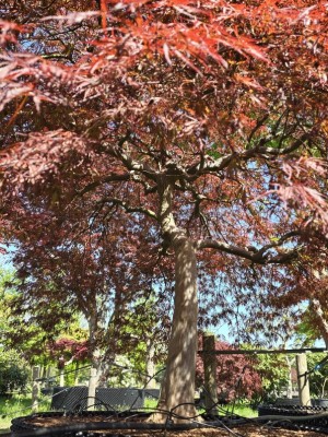 Afbeelding Japanse Esdoorn - Acer palmatum 'Garnet'