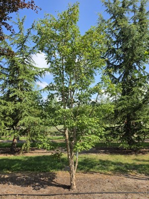 Afbeelding driebloemige esdoorn - Acer Triflorum