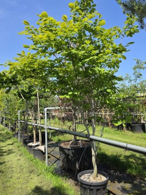 Afbeelding Geelhout - Cladrastris kentukea
