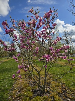 Afbeelding Magnolia Susan - Magnolia 'Susan'