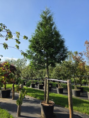 Afbeelding Lebensbaum, Nadelgehölz - Thuja plicata 'Gelderland