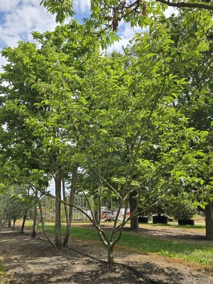 Afbeelding Schneeglöckchenbaum - Halesia coralina