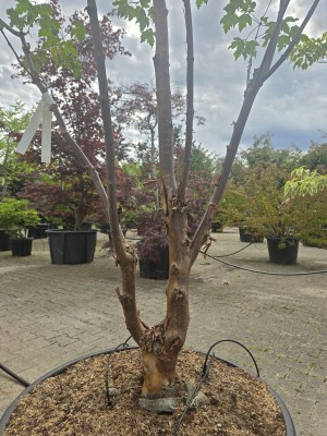 Afbeelding Papieresdoorn - Acer griseum