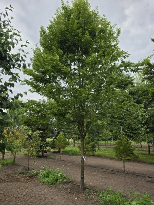 Afbeelding Zuilvormige haagbeuken op stam - Carpinus betulus 'Frans Fontaine'   (Fastigiata)