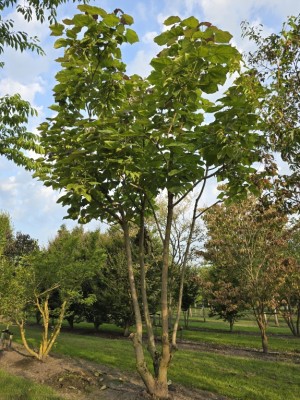 Afbeelding Lila Trompetenbaum - Catalpa erubescens 'Purpurea'