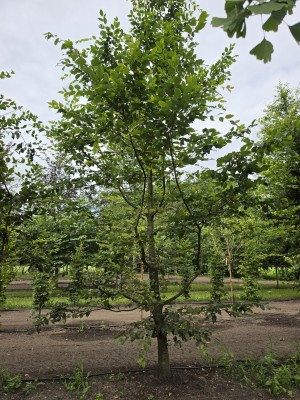 Afbeelding Speelboom,  klimboom, vogelboom, - Carpinus betulus