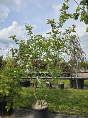 Afbeelding Zweedse Lijsterbes - Sorbus 'Intermedia'