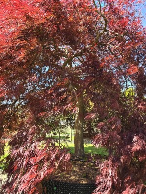 Afbeelding Japanse esdoorn - Acer palmatum 'Inaba Shidare'