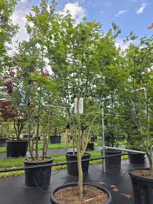 Afbeelding Japanischer Ahorn - Acer palmatum 'Osakazuki'