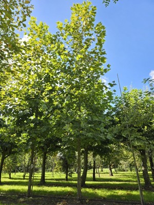 Afbeelding Platane - Platanus hispanica