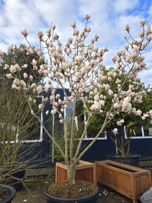 Afbeelding Magnolia 'Manchu Fan' - Magnolia soulangeana 'Manchu Fan'