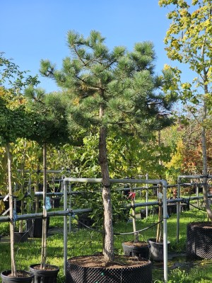 Afbeelding Oostenrijkse den - Pinus nigra subsp. Nigra