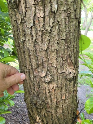 Afbeelding Hollandse knotwilg - Salix Alba