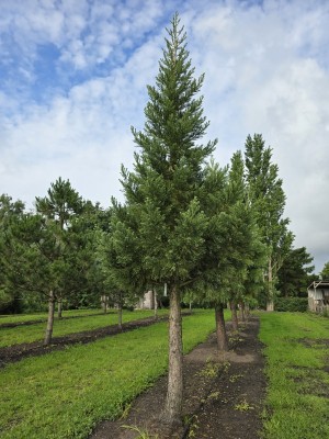 Afbeelding Mammoetboom - Sequoiadendron giganteum 'Glaucum'