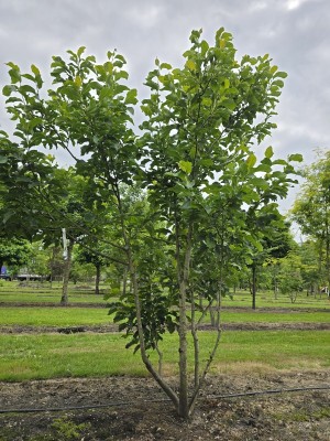 Afbeelding Magnolia - Magnolia 'Spectrum'