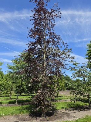 Afbeelding Rode beuk als solitair - Fagus sylvatica 'Atropunicea'