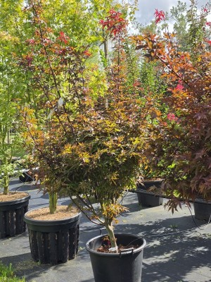 Afbeelding Kompakter rotblättriger Japanischer Ahorn - Acer palmatum 'Twombley's Red Sentinel'