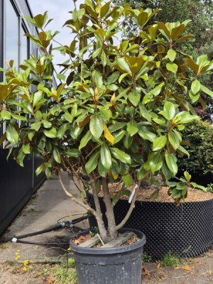 Afbeelding Groenblijvende Magnolia - Magnolia grandiflora 'Goliath'