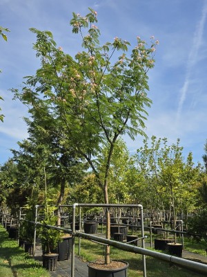 Afbeelding Perzische slaapboom in organische parasolvorm - Albizia Julibrissin