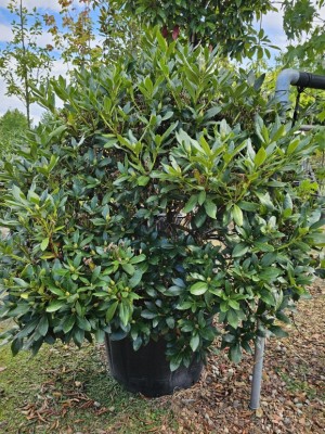 Afbeelding Rododendron met wit-roze bloei - Rhododendron 'Cunningham's White'