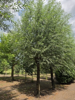 Afbeelding Hollandse knotwilg - Salix Alba