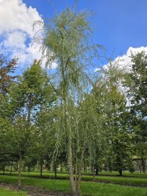 Afbeelding Mehrstämmige Trauerweide - Salix x sepulcralis 'Chrysocoma'