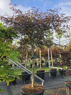 Afbeelding Japanischer Ahorn - Acer palmatum 'Garnet'
