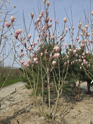 Afbeelding Magnolia - Magnolia 'Soulangeana'