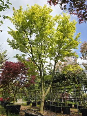 Afbeelding Japanse Esdoorn - Acer palmatum