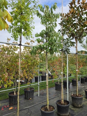 Afbeelding Kaki boom 'Nikita's Gift' - Diospyros 'Nikita's Gift'