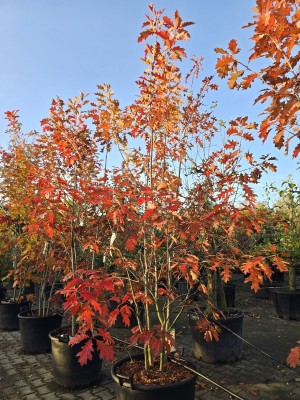 Afbeelding Amerikanische Eiche - Quercus rubra