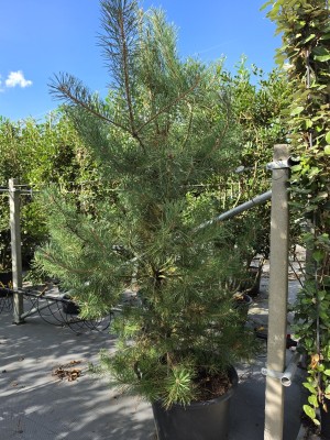 Afbeelding Strauchförmige heimische Waldkiefer - Pinus sylvestris