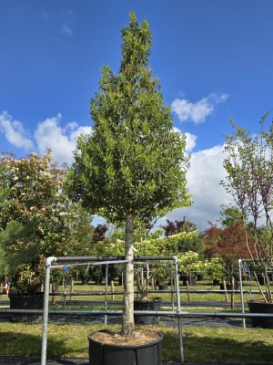 Afbeelding Portugese laurier - Prunus Lusitanica angustifolia