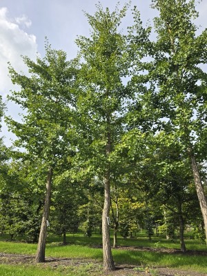 Afbeelding Tempelboom of Eendenpootboom - Ginkgo biloba