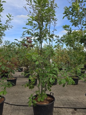 Afbeelding Amerikaanse eik - Quercus rubra
