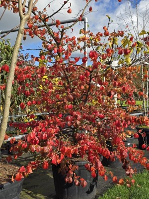 Afbeelding Perzisch IJzerhout - Parrotia persica