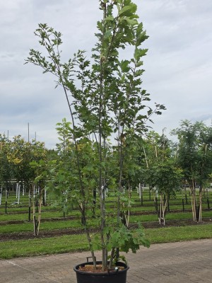 Afbeelding Amerikaanse eik - Quercus rubra
