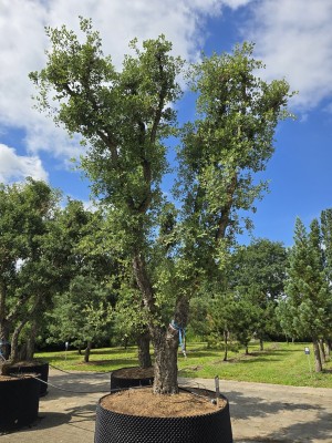 Afbeelding Kurkeik - Quercus Suber