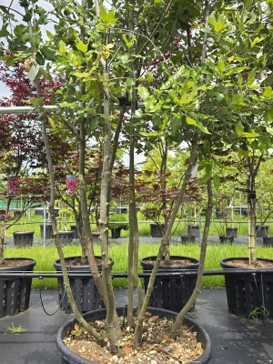 Afbeelding Steeneik - Quercus ilex