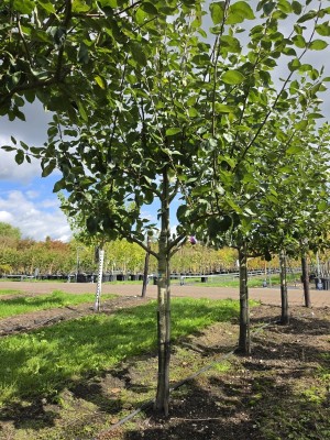 Afbeelding Notarisapfel als Niederstamm - Malus domestica 'Notarisappel'