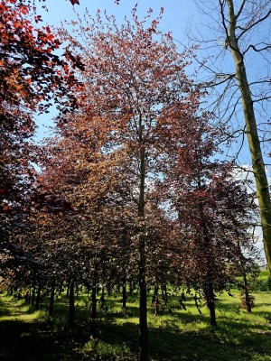 Afbeelding Rode beuk - Fagus sylvatica 'Atropunicea'